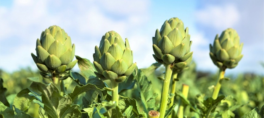 ALCACHOFAS SALTEADAS