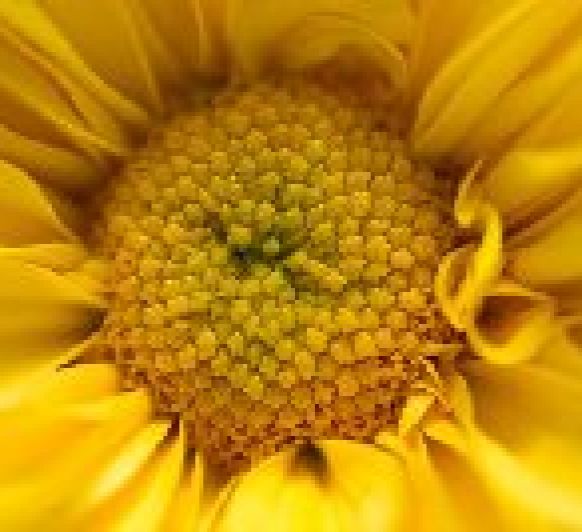Beneficios del polen